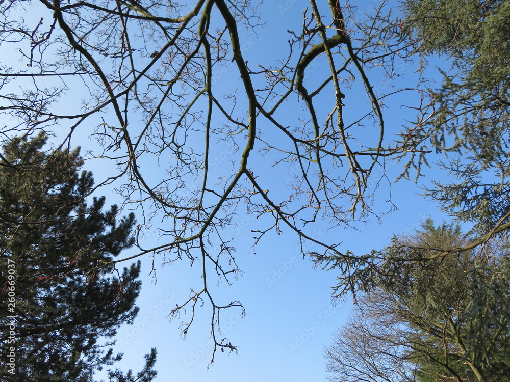 Obraz premium different trees and blue sky