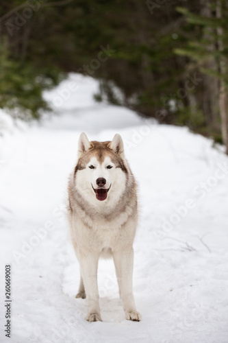 Gorgeous, cute and happy Siberian Husky dog standing on the snow path in the winter forest © Anastasiia