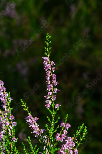 Wild Purple Common Heather or Calluna vulgaris blossom close-up, selective focus, shallow DOF