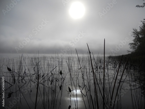 Silhoetted reeds in the water with hazy sun and fog photo
