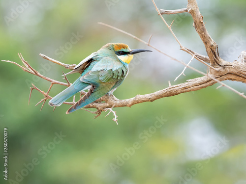 Juvenile European Bee-eater