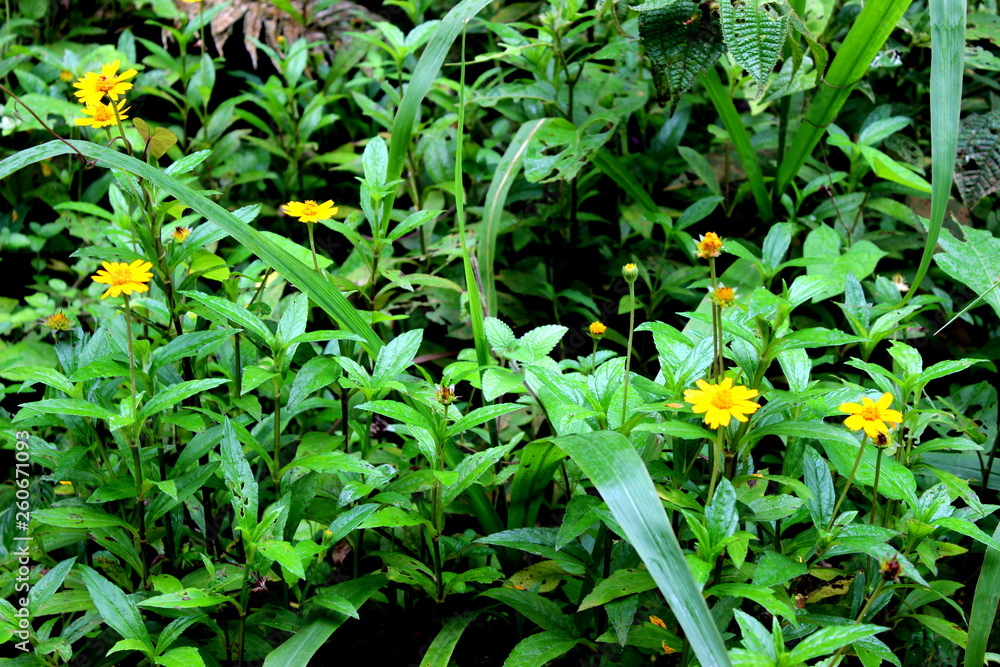 Fototapeta premium Simple texture of ground vegetation, with small yellow daisies and green foliage.