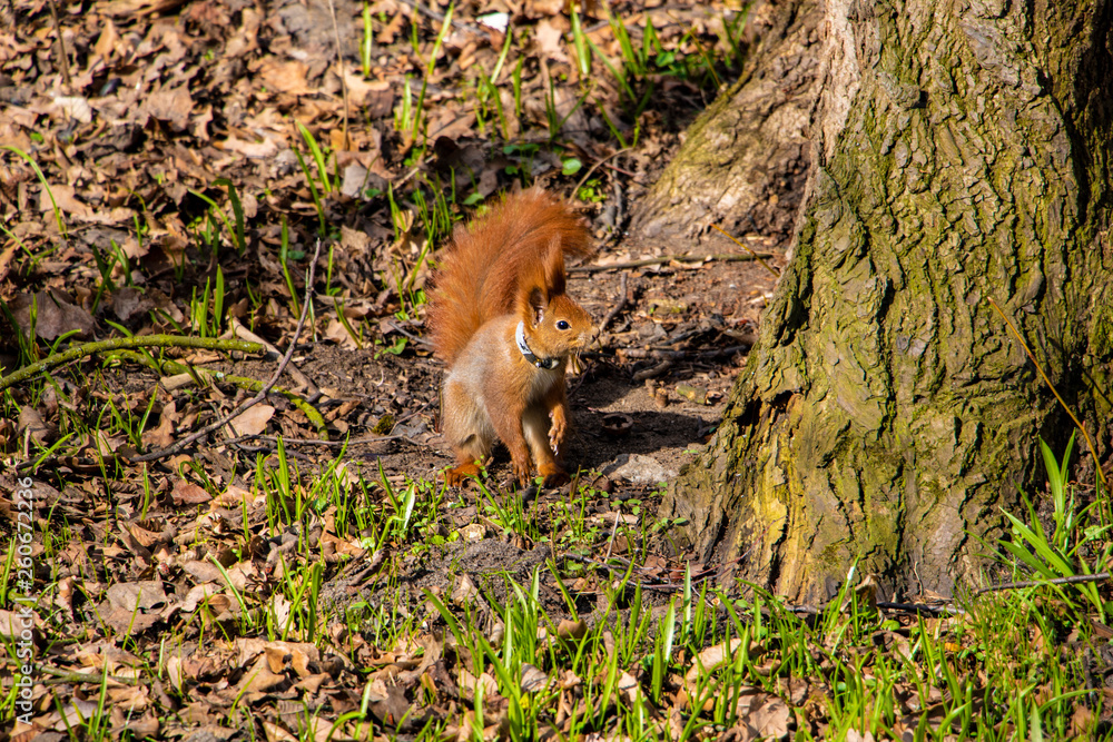 Obraz premium Funny big squirrel sits on its hind legs and carefully looks.