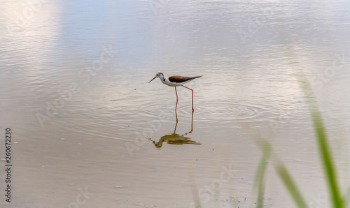 Tableau sur toile water bird in the Camargue