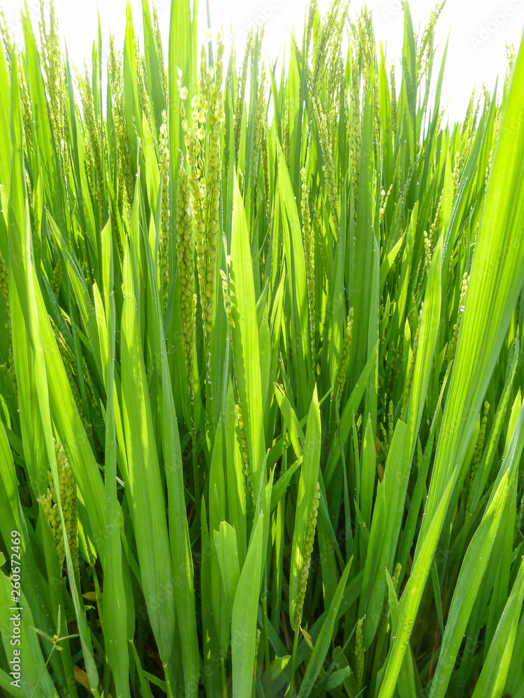 Naklejka premium rice plant closeup