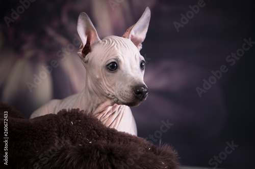 Photos The puppy of breed the American hairless terrier sits on a fluffy laying