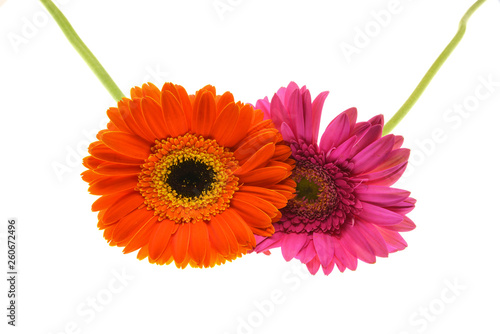 colorful  gerbera flower isolated on white background