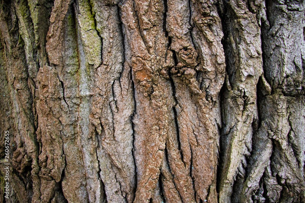 View of an old poplar bark texture, tree bark background. View of an old poplar bark texture, tree bark background.