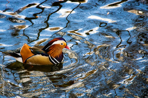 Mandarin duck in water on a sunny day.