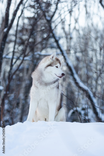 Beautiful and free siberian Husky dog standing on the hill in the fairy winter forest