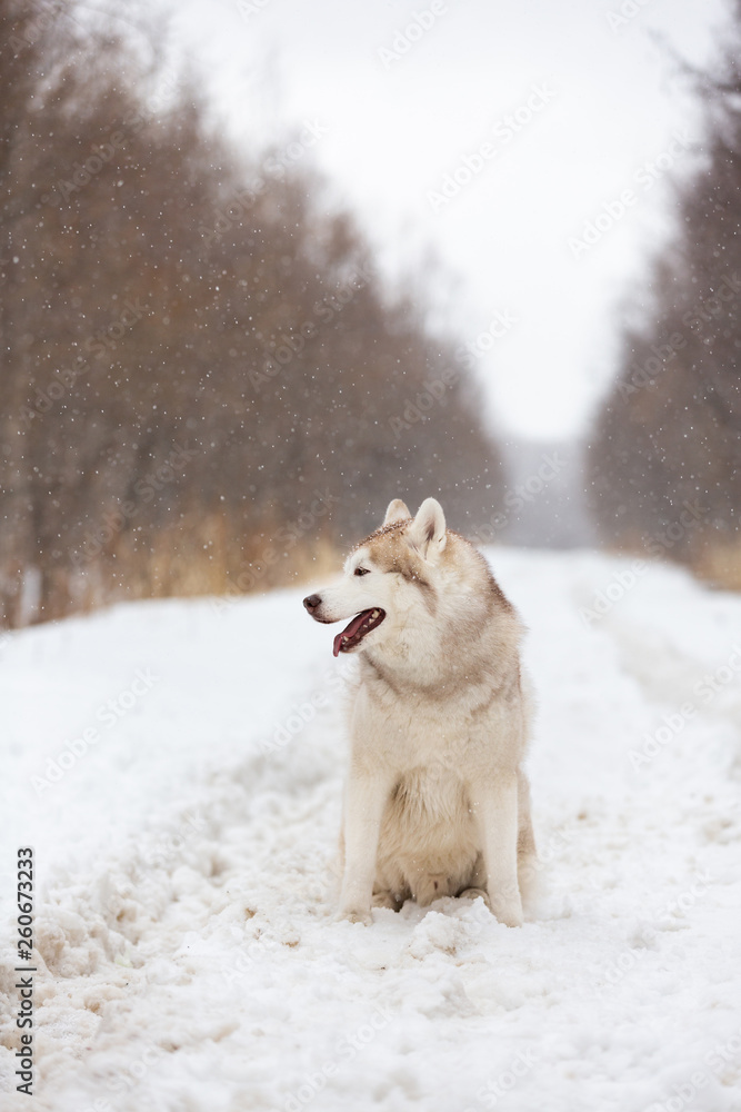 Beautiful and happy Siberian Husky dog sitting on the snow in the winter forest Beautiful and happy Siberian Husky dog sitting on the snow in the winter forest