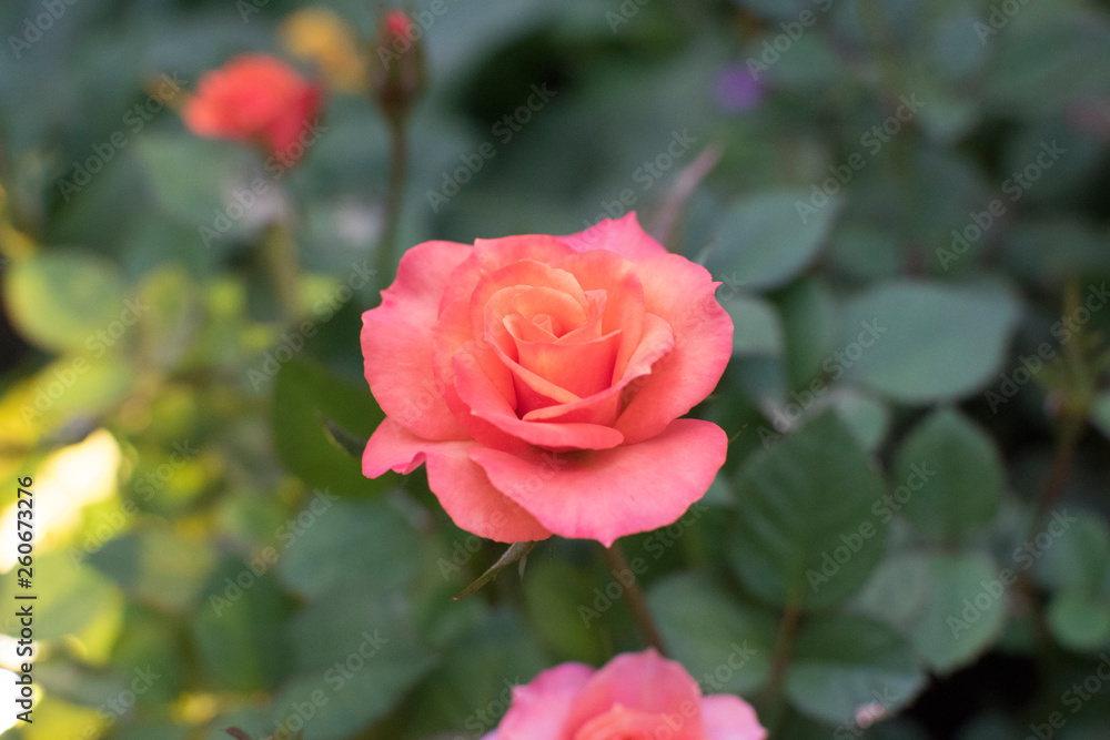Pink Rose in Hong Kong Flower Show 2019 Pink Rose in Hong Kong Flower Show 2019