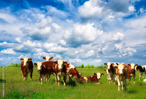 Cows on a green summer meadow