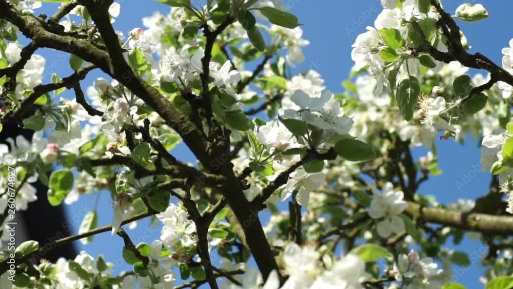 Blooming white flowers of a fruit tree in the garden. The wind moves the stem with flowers gently. In the background blue sky, glimpses of the spring sun. Blooming white flowers of a fruit tree in the garden. The wind moves the stem with flowers gently. In the background blue sky, glimpses of the spring sun.