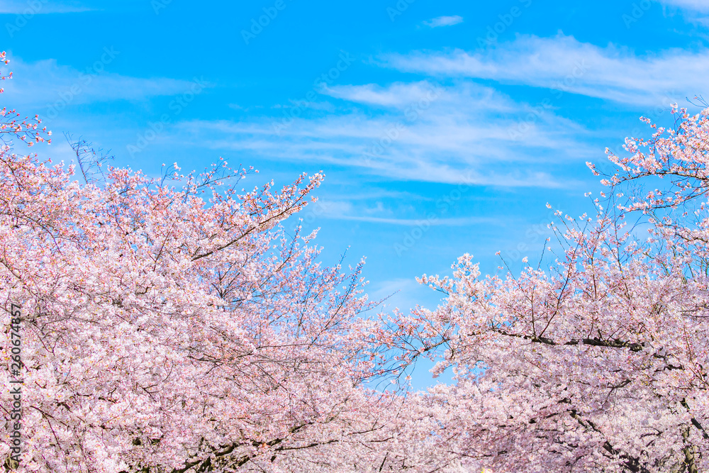青空と桜 自然風景