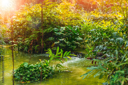 Fototapeta Naklejka Na Ścianę i Meble -  green deep jungle forest with water fall river sunny day