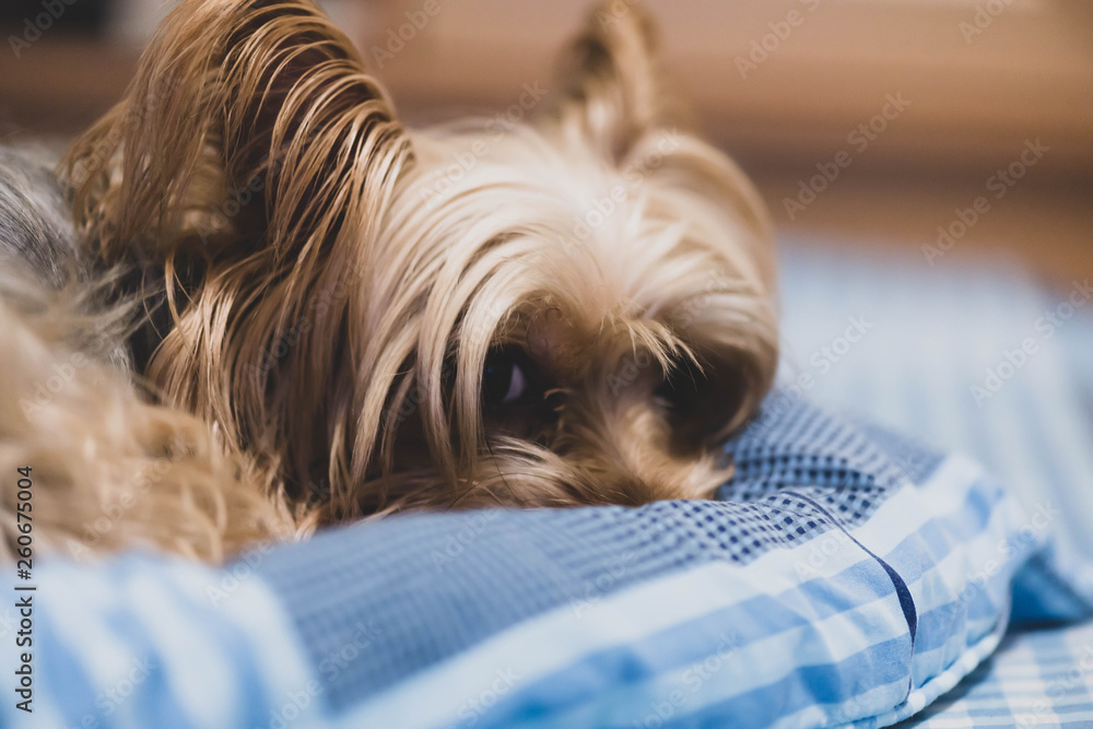 可愛い 小型 犬 ヨークシャテリア Stock Photo Adobe Stock 可愛い 小型 犬 ヨークシャテリア Stock Photo Adobe Stock