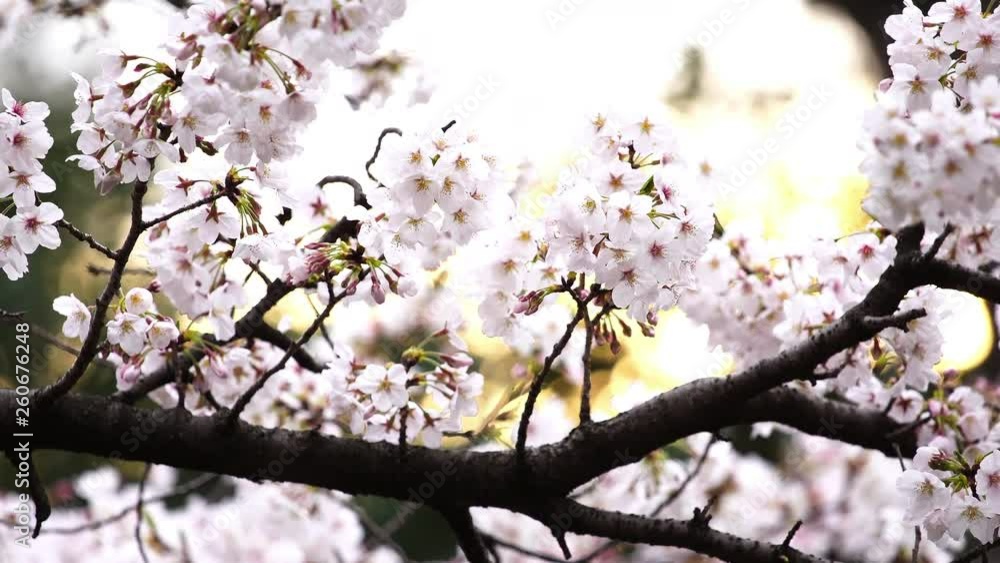 beautiful Sakura, Cherry Blossom flower with sunlight in spring season beautiful Sakura, Cherry Blossom flower with sunlight in spring season