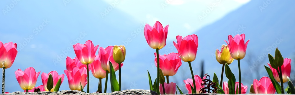 Wunderschöne Tulpen in Pink vor unscharfen Hintergrund