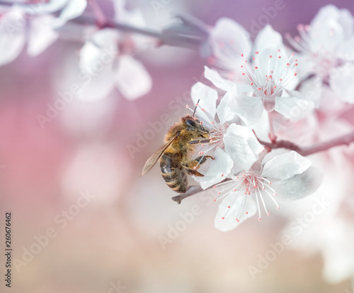 A Honeybee On A Wildflower With Great Bokeh Background In Berlin Germany © EyesOnBerlin