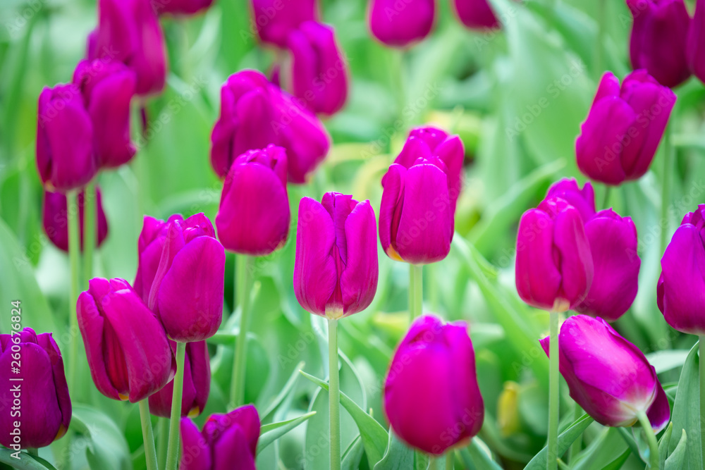 Beautiful view of purple tulips. Tulip flowers meadow.Tulip garden. Group of colorful tulip. Beautiful view of purple tulips. Tulip flowers meadow.Tulip garden. Group of colorful tulip.