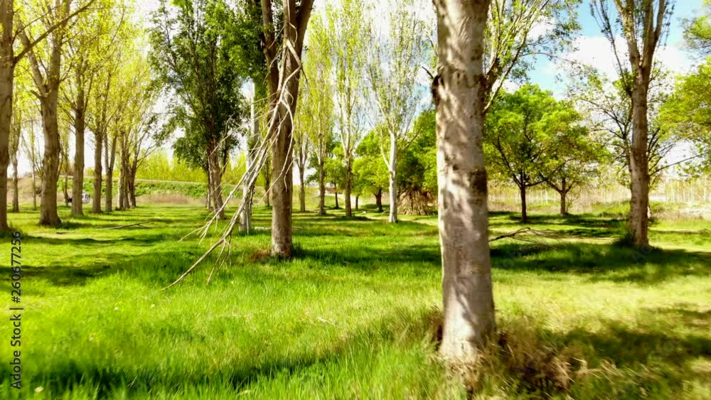 In the woods - Moving backwards In the woods - Moving backwards