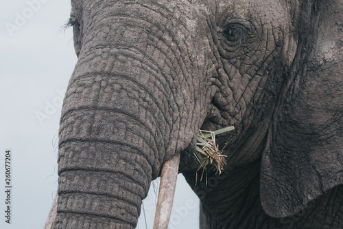 Portrait elephant in Uganda