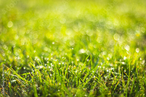 Green Grass with Dew Drops Nature Background