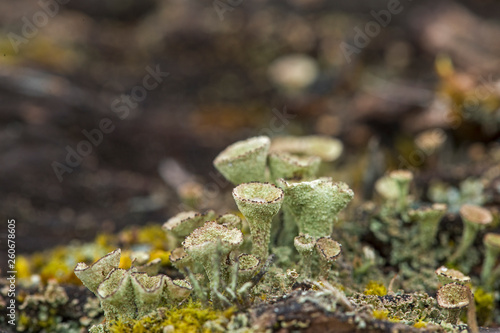 Lichen Cladonia close-up in the Carpathian forests. Close up of Cyan lichen and other lichens and moss.