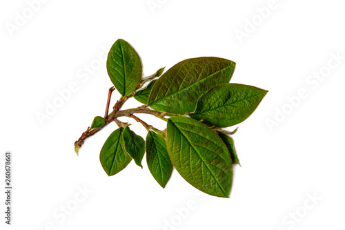 Fresh green leaves branch isolated on white background