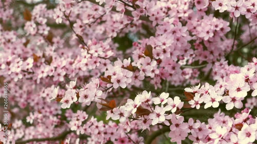 Blooming pink flowers of a fruit tree in the garden. The wind moves the stem with flowers gently. In the background blue sky , glimpses of the spring sun. Blooming pink flowers of a fruit tree in the garden. The wind moves the stem with flowers gently. In the background blue sky , glimpses of the spring sun.