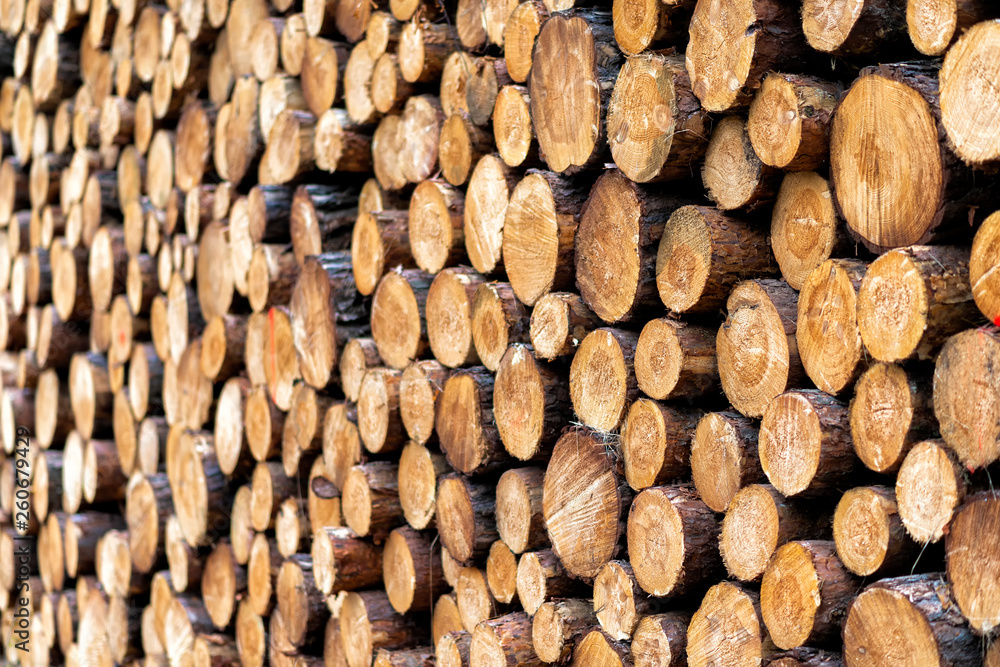 frische Holzstämme nach dem Fällen in einem Wald frische Holzstämme nach dem Fällen in einem Wald