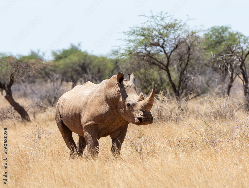 White Rhino White Rhino