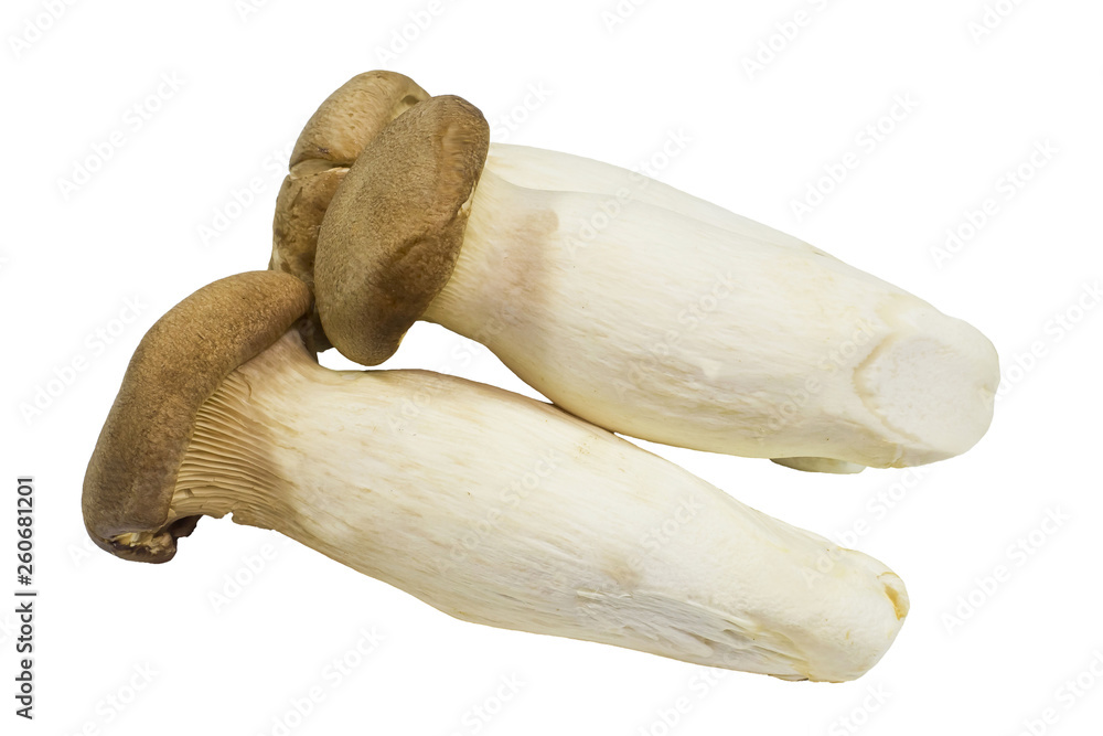 origin mushroom origin mushroom