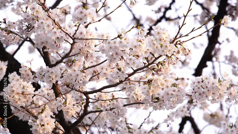beautiful Sakura, Cherry Blossom flower with sunlight in spring season beautiful Sakura, Cherry Blossom flower with sunlight in spring season