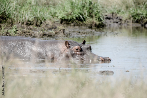 Hypo in the water in Safari