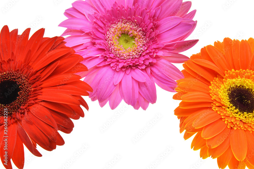colorful flowers isolated on white background colorful flowers isolated on white background