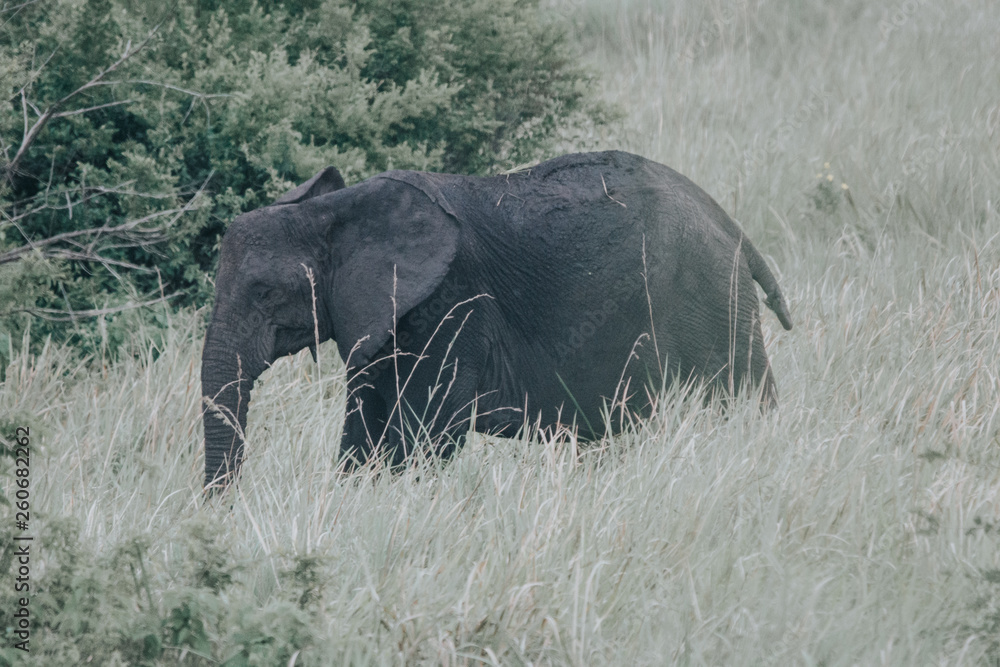 Fototapeta premium Portrait elephant in Uganda