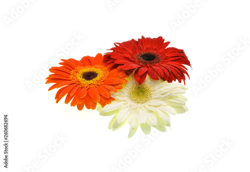 colorful flowers isolated on white background