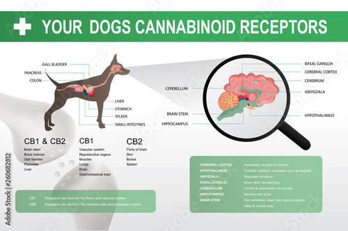 cannabinoid cb1 & cb2 receptor in the dog brain,vector infographic on white background and poster.