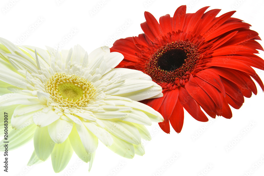 red and white gerbera flower isolated on white background