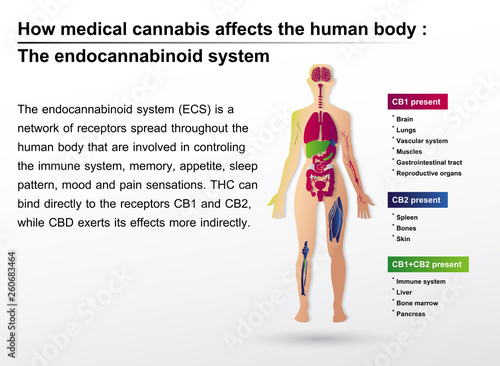 How medical cannabis affects the human body the endocannbinoid system is infographic background.