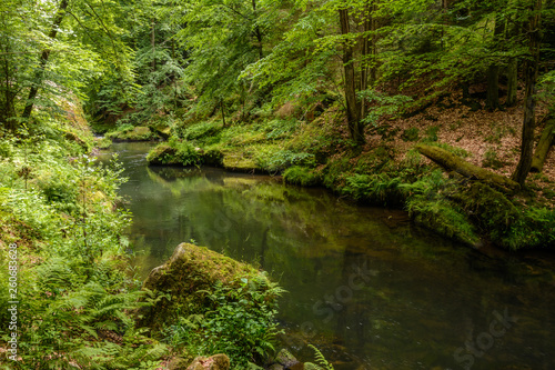 Forest river Kamenice  Bohemian Switzerland National Park  Czech Republic