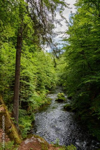 Forest river Kamenice  Bohemian Switzerland National Park  Czech Republic
