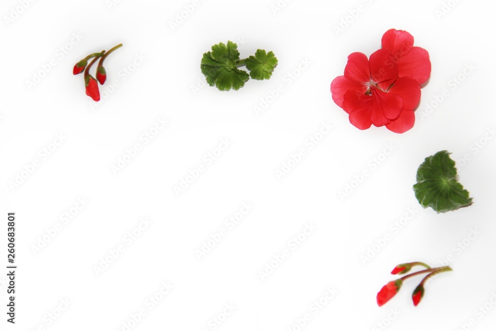 Naklejka premium Coral geranium flower.