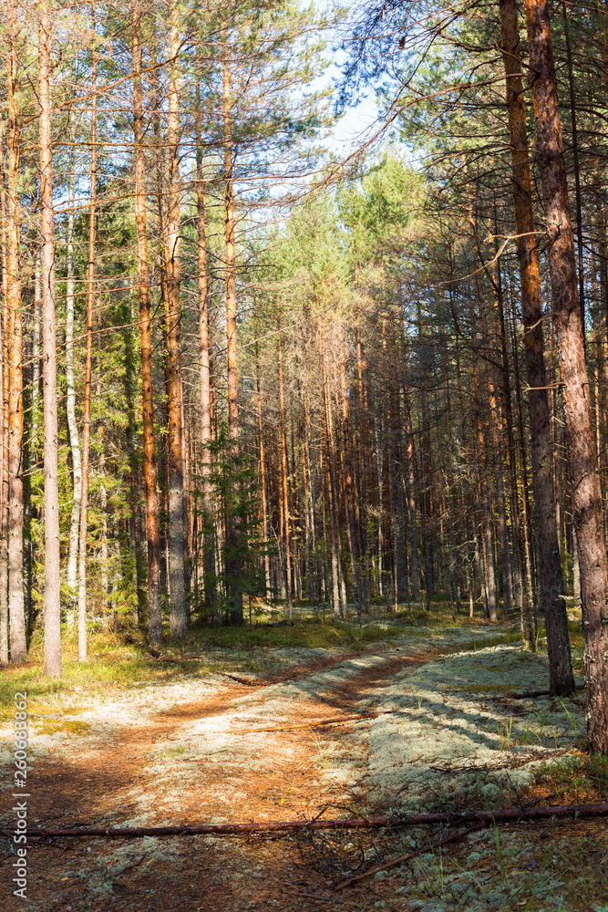 Fototapeta premium Scene of a beautiful sunset on a summer pine forest with trees and a moss covered dirt road. Landscape