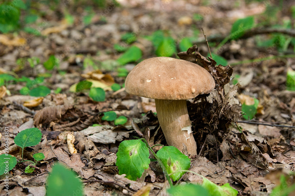 Porcini mushroom grows on the forest floor at autumn season.. Porcini mushroom grows on the forest floor at autumn season..
