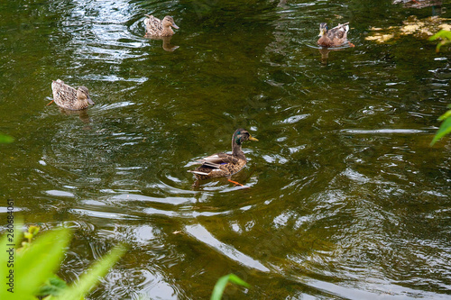 Group of mallard ducks floating on a pond at summer time.