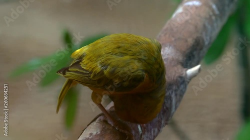 Taveta Golden (Ploceus Castaneiceps), is a species of bird in the weaver family, Ploceidae. It is found on the African Savannah in Kenya and Tanzania.  photo