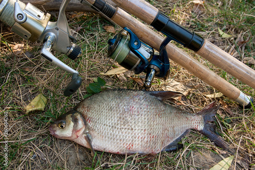 Several common bream fish on the natural background. Catching freshwater fish and fishing rods with reels on green grass.